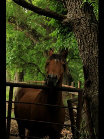 MISSING EQUINE BBA First Page, Near Gainesville, TX, 76240